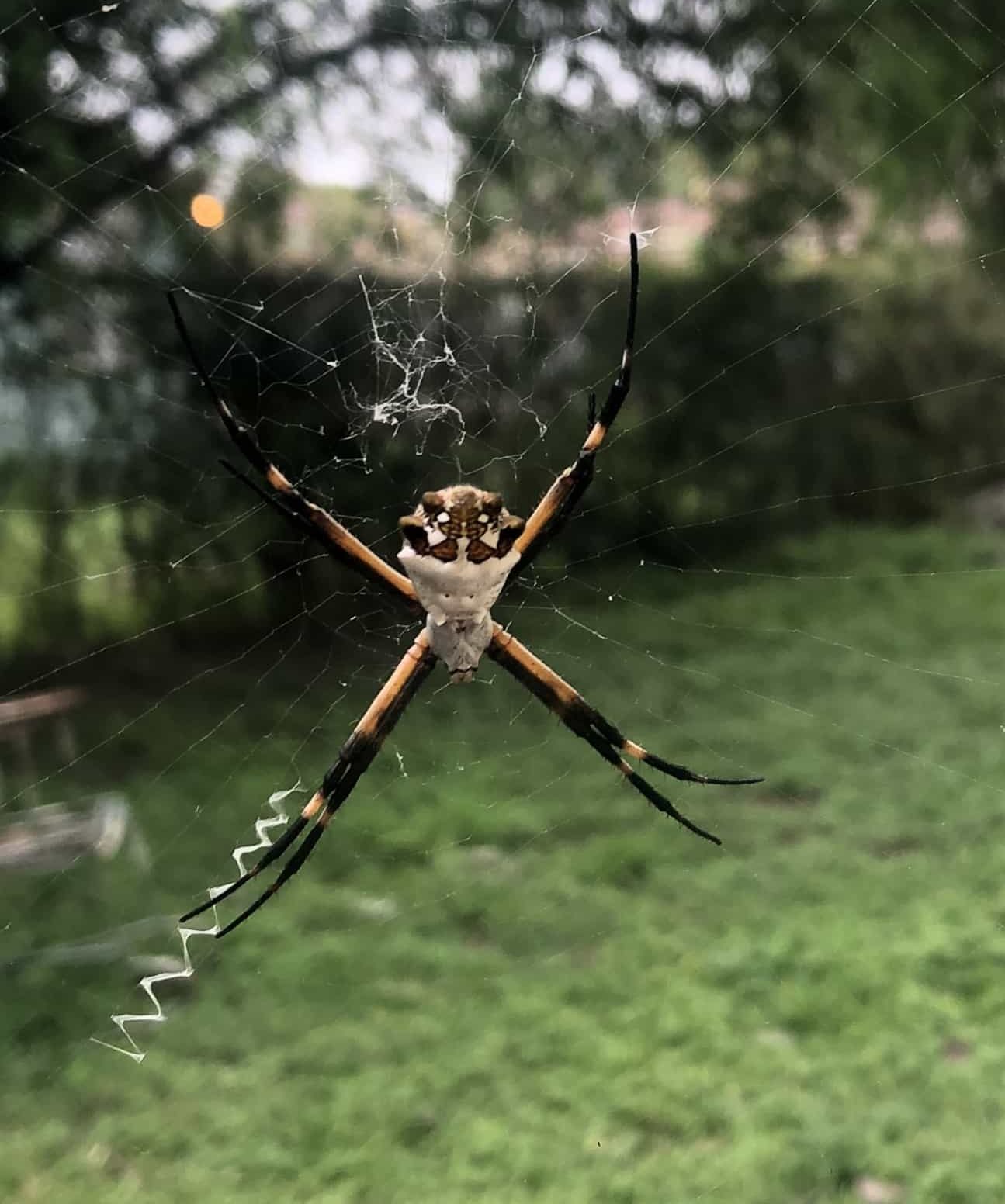Picture of Argiope argentata (Silver Garden Spider) - Dorsal,Webs