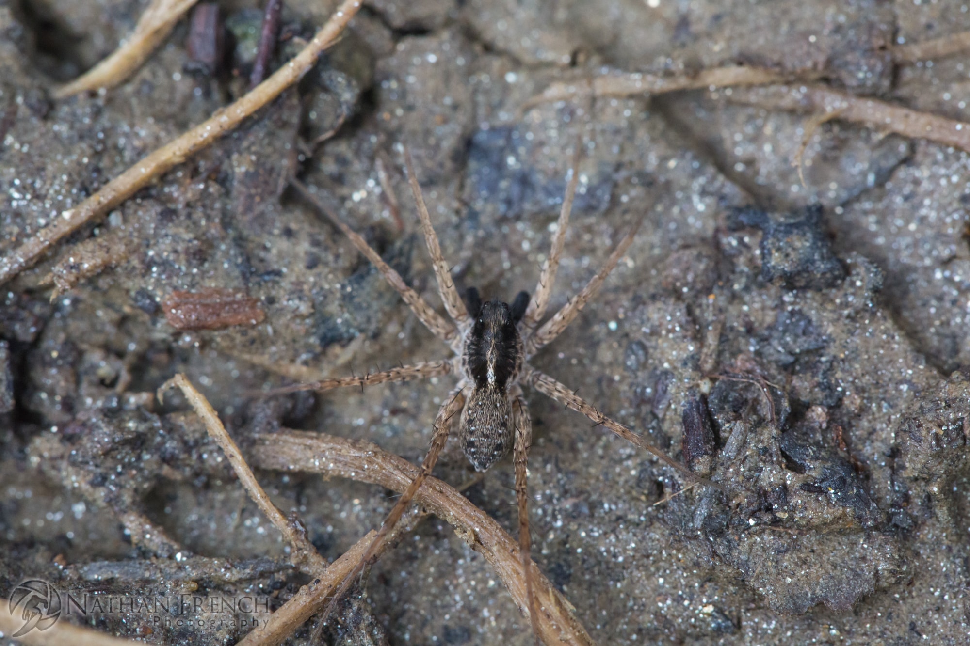 Picture of Pardosa (Thin-legged Wolf Spiders) - Male