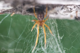 Picture of Steatoda nobilis (Noble False Widow) - Dorsal,Eyes,Webs