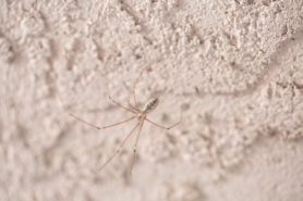 Picture of Pholcus phalangioides (Long-bodied Cellar Spider) - Dorsal