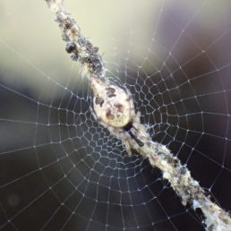Featured spider picture of Cyclosa turbinata