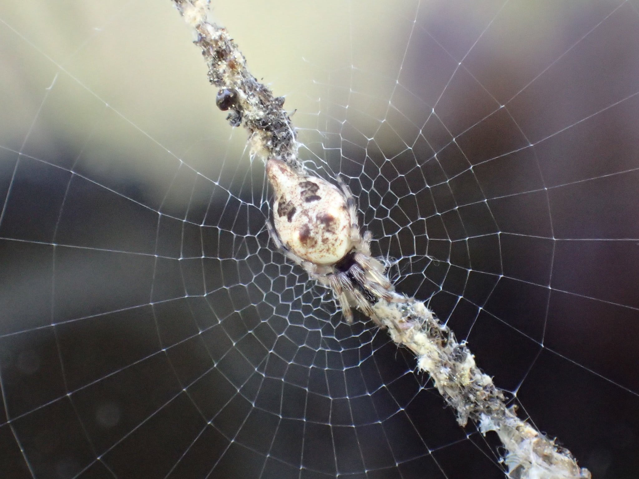 Picture of Cyclosa turbinata - Dorsal,Webs