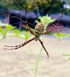 Picture of Argiope trifasciata (Banded Garden Spider) - Female - Dorsal,Webs