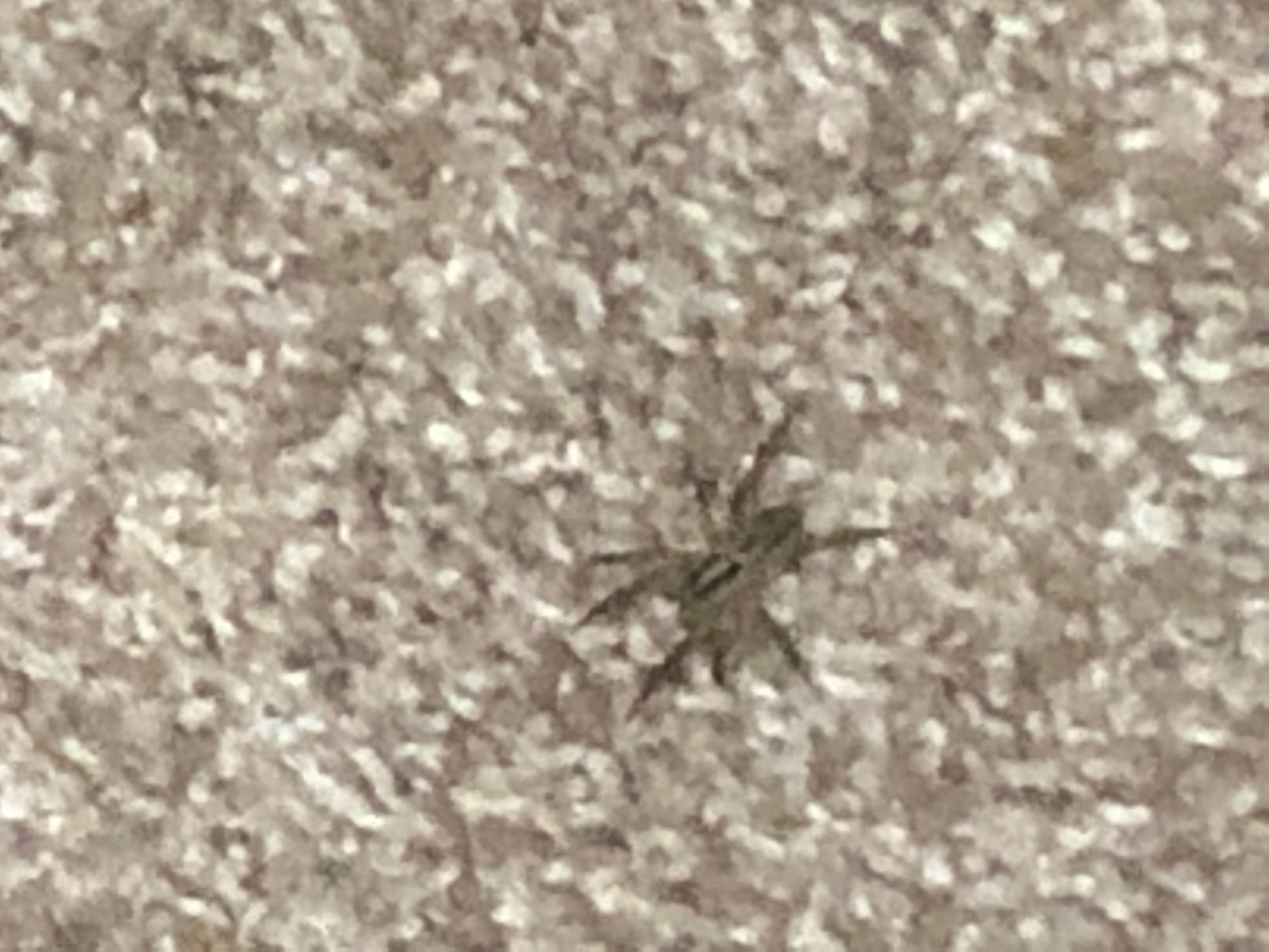 Unidentified spider in Katy, Texas United States