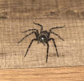 Picture of Dolomedes tenebrosus (Dark Fishing Spider)