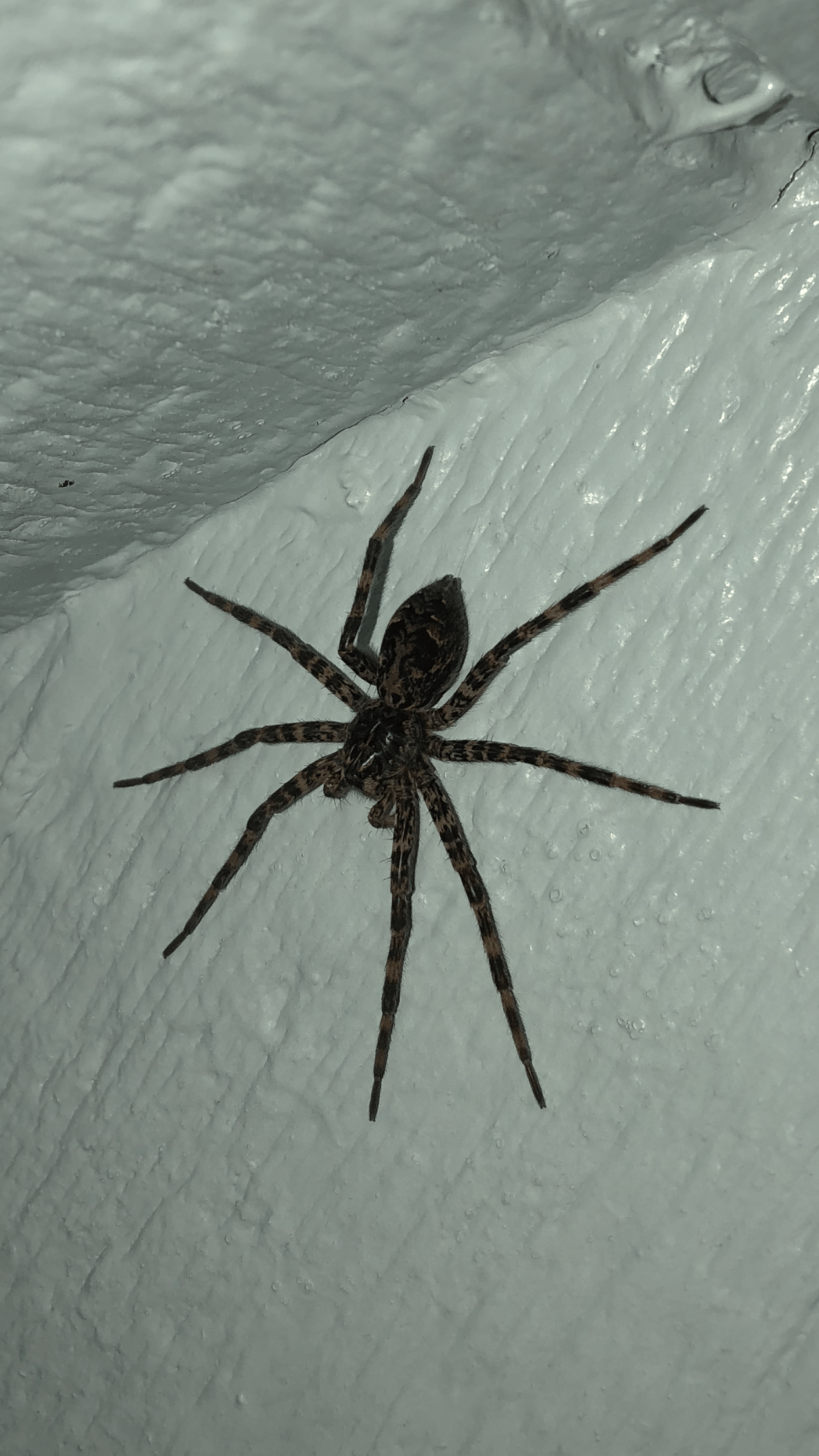 Picture of Dolomedes tenebrosus (Dark Fishing Spider) - Dorsal