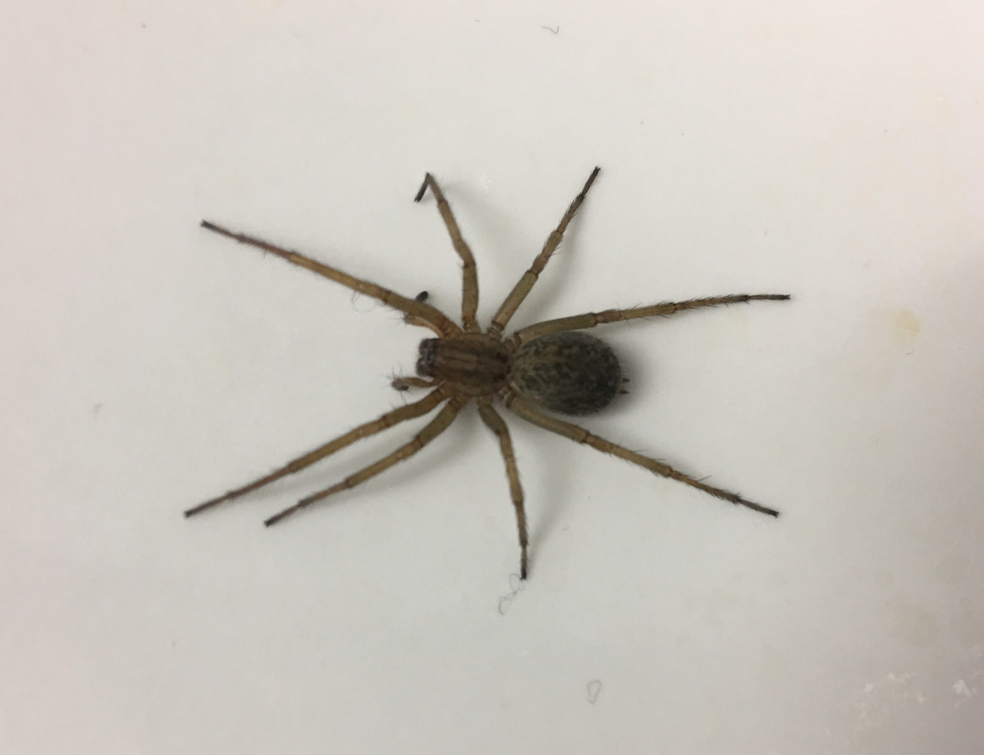 Picture of Eratigena agrestis (Hobo Spider) - Dorsal