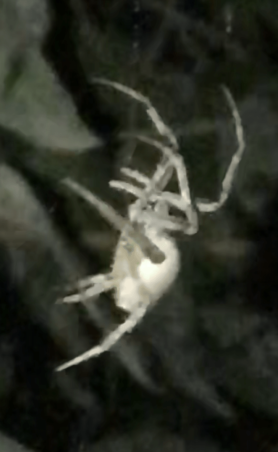 Picture of Araneidae (Orb-weavers) - Lateral