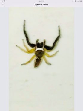 Picture of Hentzia palmarum (Hentz Jumping Spider) - Male - Dorsal