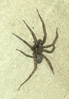 Picture of Coras spp. (Funnel Web Spiders) - Lateral