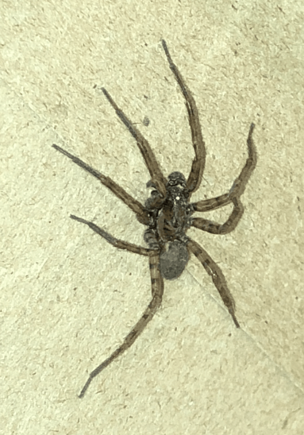 Picture of Coras (Funnel Web Spiders) - Lateral