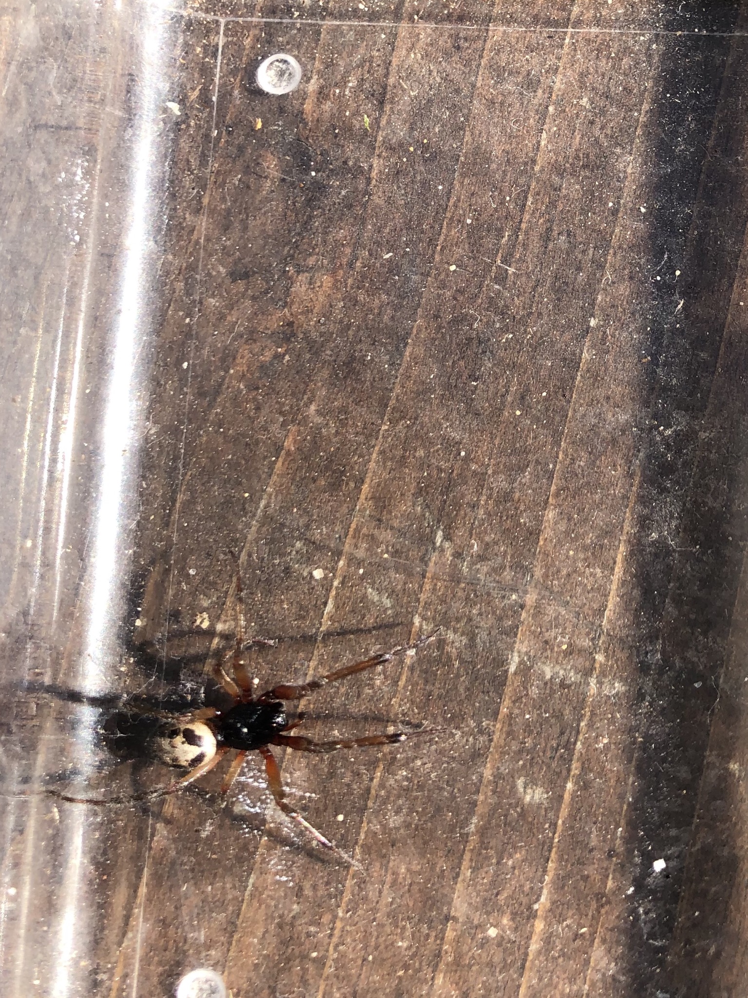 Unidentified spider in Capitola , California United States