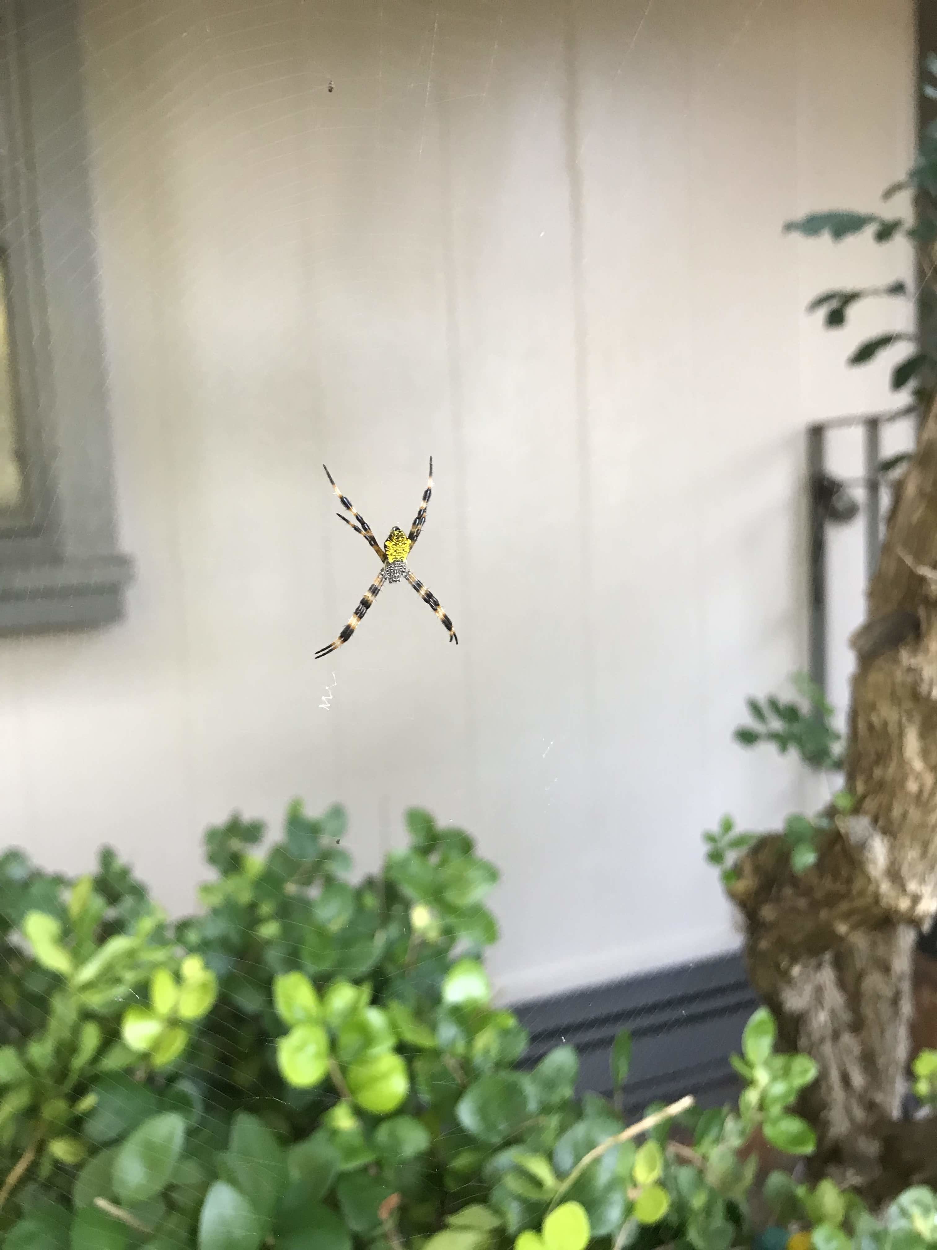 Picture of Argiope appensa (Hawaiian Garden Spider) - Dorsal