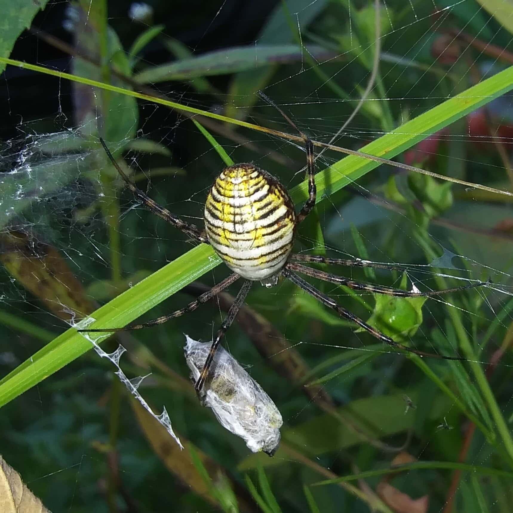 Picture of Argiope trifasciata (Banded Garden Spider) - Female - Dorsal,Webs,Prey