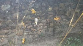 Picture of Trichonephila fenestrata (Hairy Golden Orb-weaver) - Female - Dorsal,Webs
