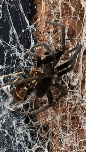 Picture of Kukulcania hibernalis (Southern House Spider) - Dorsal,Webs