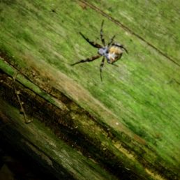 Featured spider picture of Metepeira labyrinthea (Labyrinth Orb-weaver)