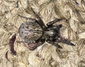 Picture of Badumna longinqua (Grey House Spider) - Dorsal