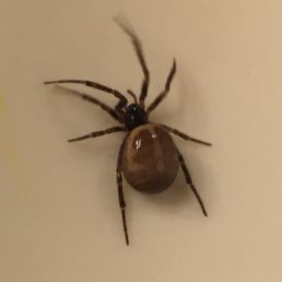 Featured spider picture of Steatoda borealis