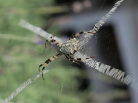 Picture of Argiope flavipalpis - Dorsal,Webs