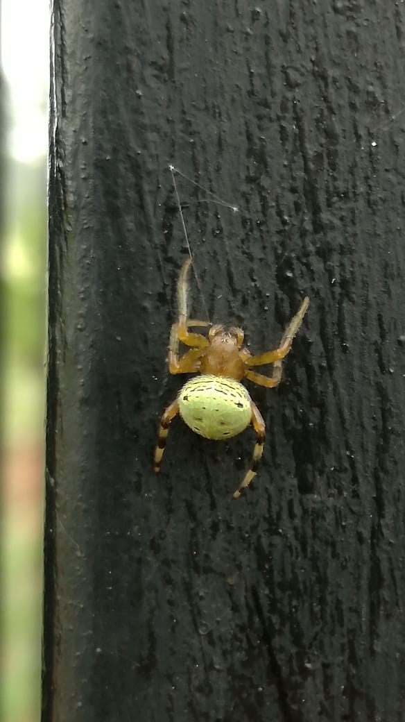 Picture of Araneus (Angulate & Round-shouldered Orb-weavers) - Dorsal