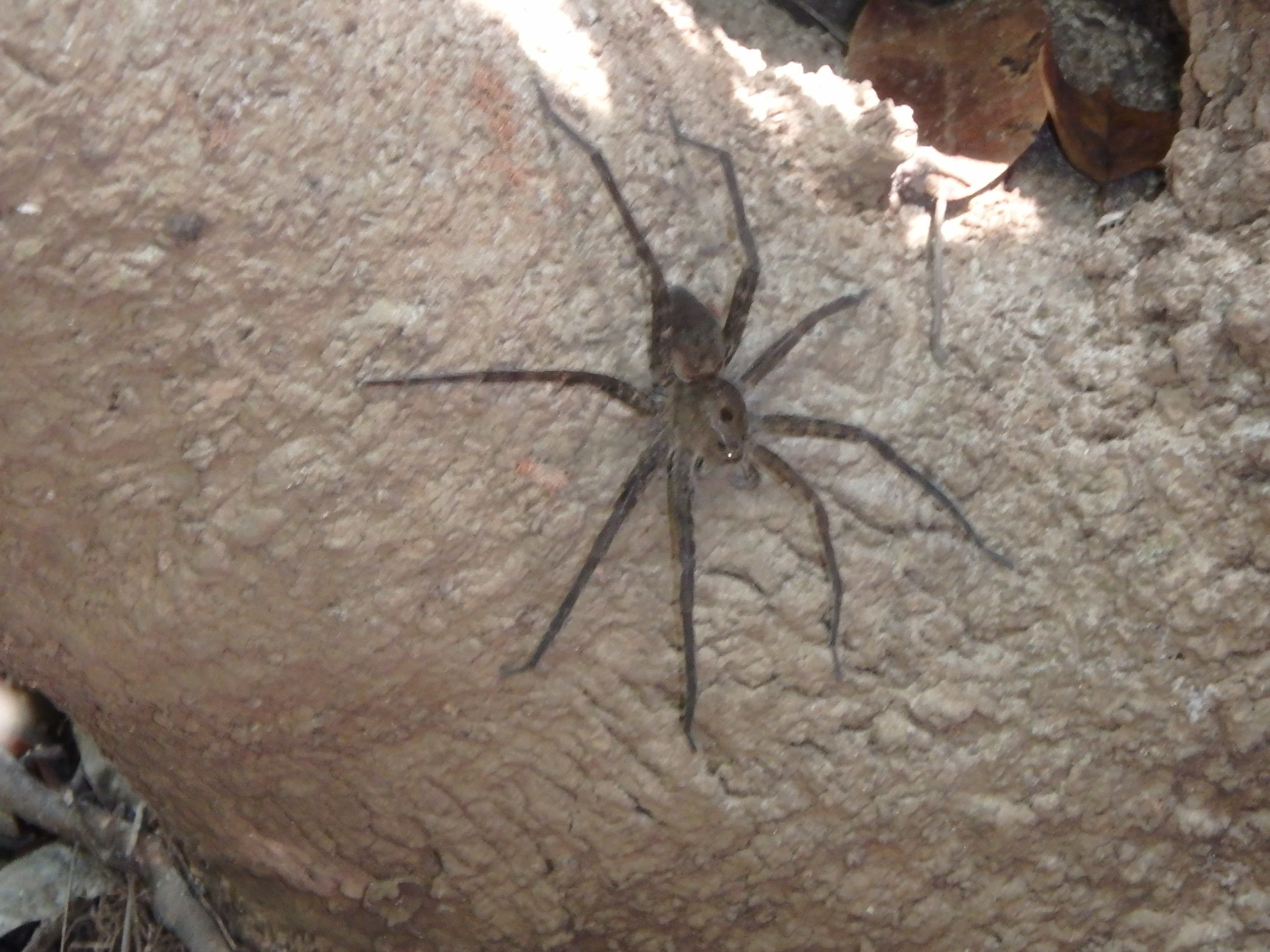 Unidentified spider in Chickasaw, AL, Alaska United States