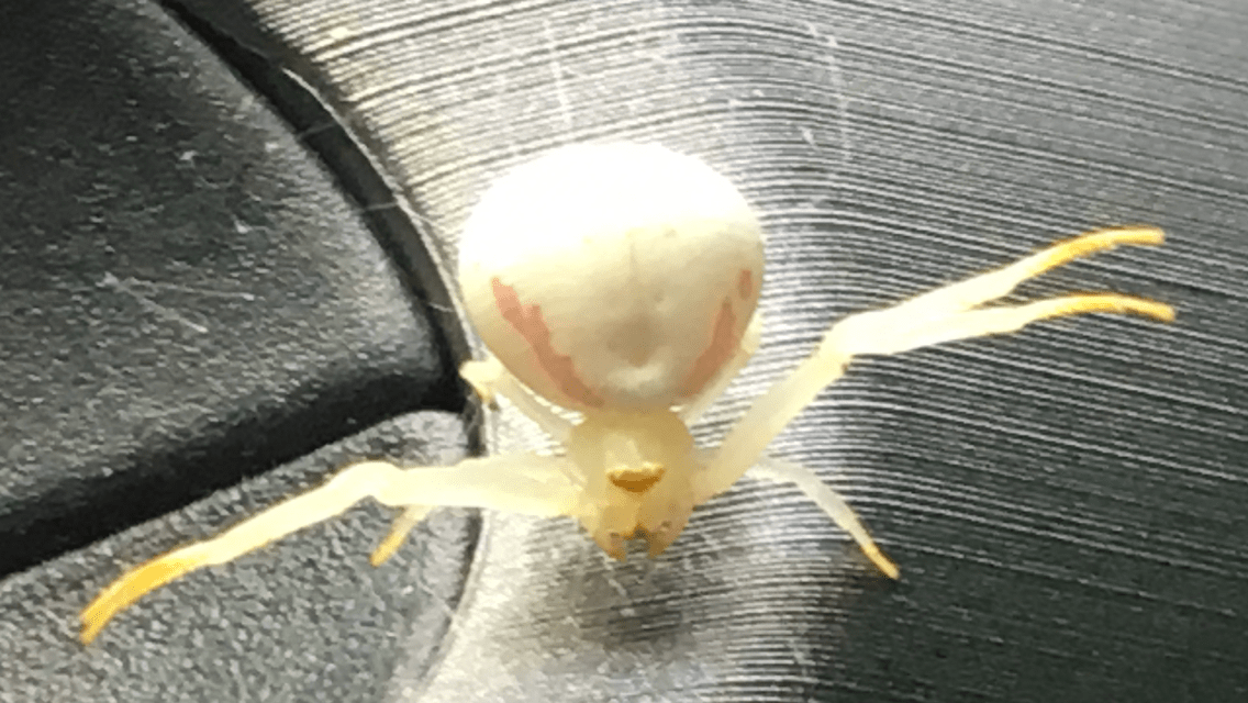 Picture of Misumena vatia (Golden-rod Crab Spider) - Dorsal