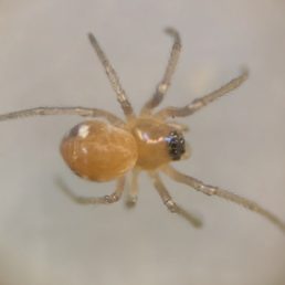 Featured spider picture of Glenognatha foxi