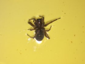 Picture of Coras spp. (Funnel Web Spiders) - Dorsal