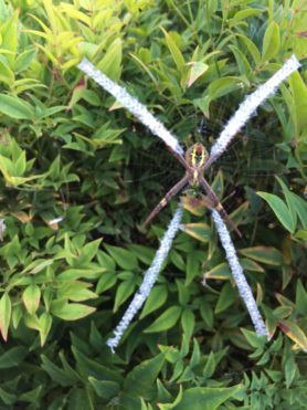 Picture of Argiope spp. (Garden Orb-weavers) - Ventral,Webs