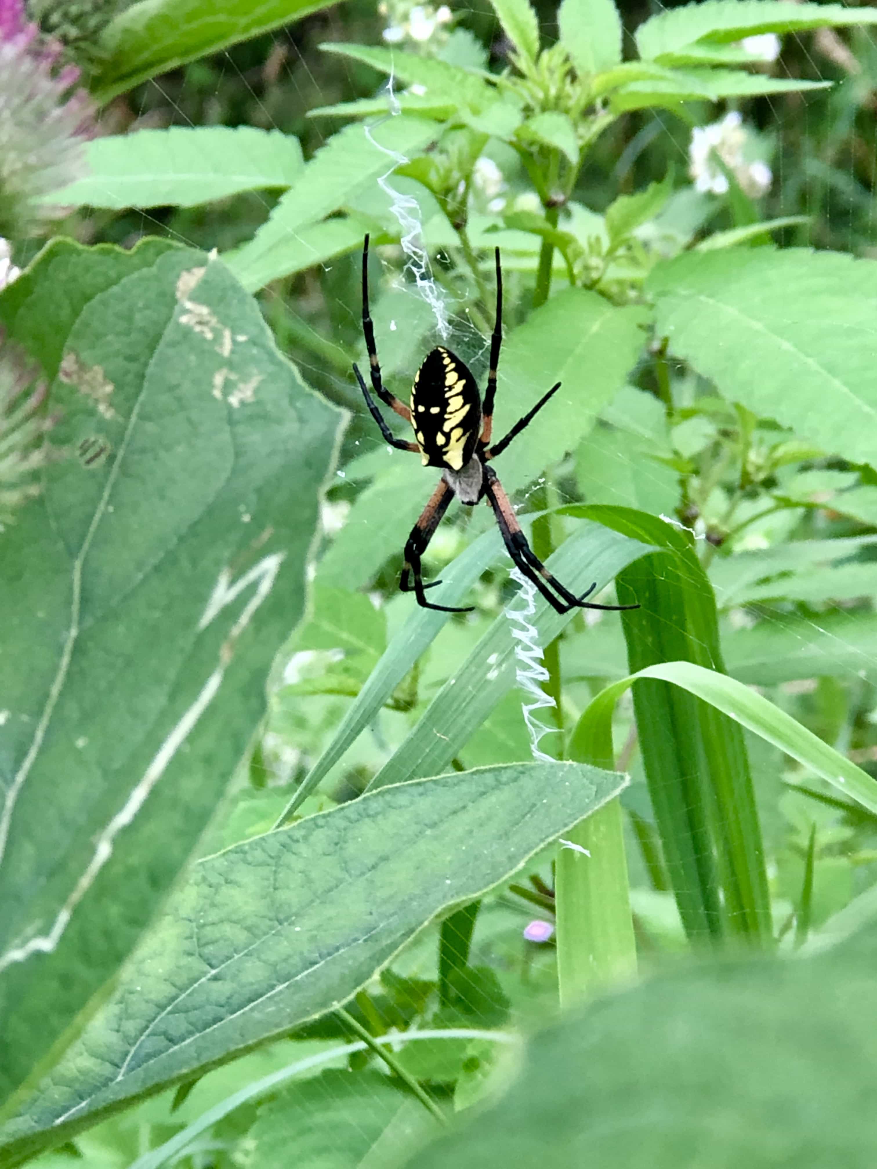 Unidentified spider in Holstein, Ontario. , Ontario Canada