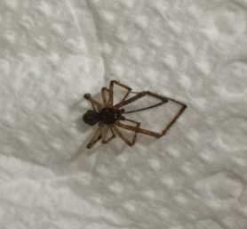 Picture of Parasteatoda tepidariorum (Common House Spider) - Male