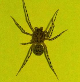 Picture of Scytodes thoracica - Dorsal