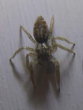 Picture of Maevia inclemens (Dimorphic Jumper) - Dorsal