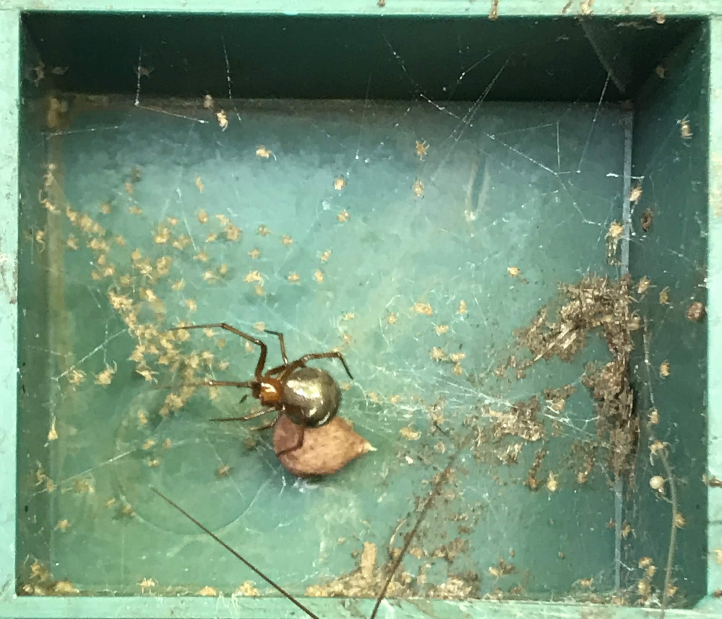 Picture of Nesticodes rufipes (Red House Spider) - Female - Egg sacs,Lateral,Webs