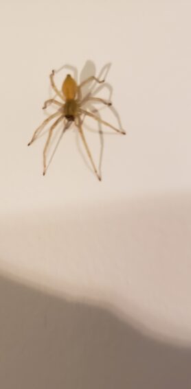 Picture of Cheiracanthium spp. (Long-legged Sac Spiders)