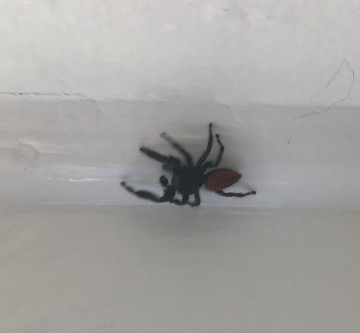 Picture of Phidippus johnsoni (Johnson Jumping Spider) - Male - Dorsal