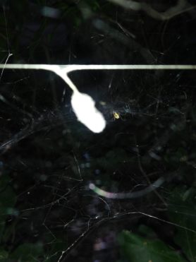 Picture of Mecynogea lemniscata (Basilica Orb-weaver) - Dorsal,Egg sacs,Webs