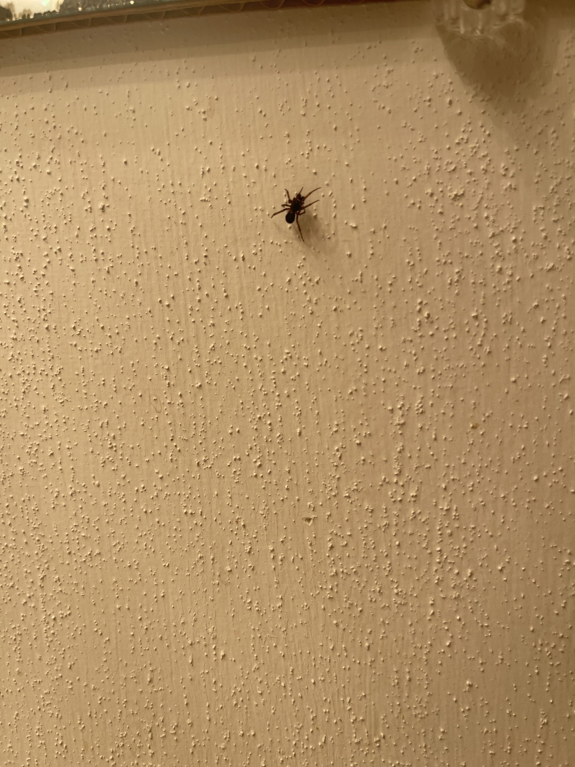 Unidentified spider in Waterloo, Wisconsin United States