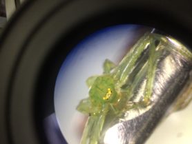 Picture of Oxytate spp. (Grass Crab Spiders) - Eyes