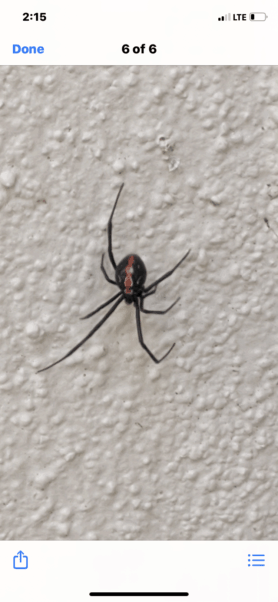 Picture of Latrodectus hesperus (Western Black Widow) - Dorsal