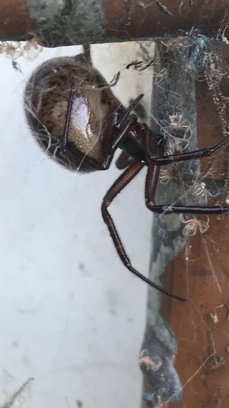 Picture of Steatoda (False Widows) - Lateral