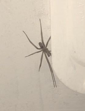 Picture of Kukulcania hibernalis (Southern House Spider) - Male