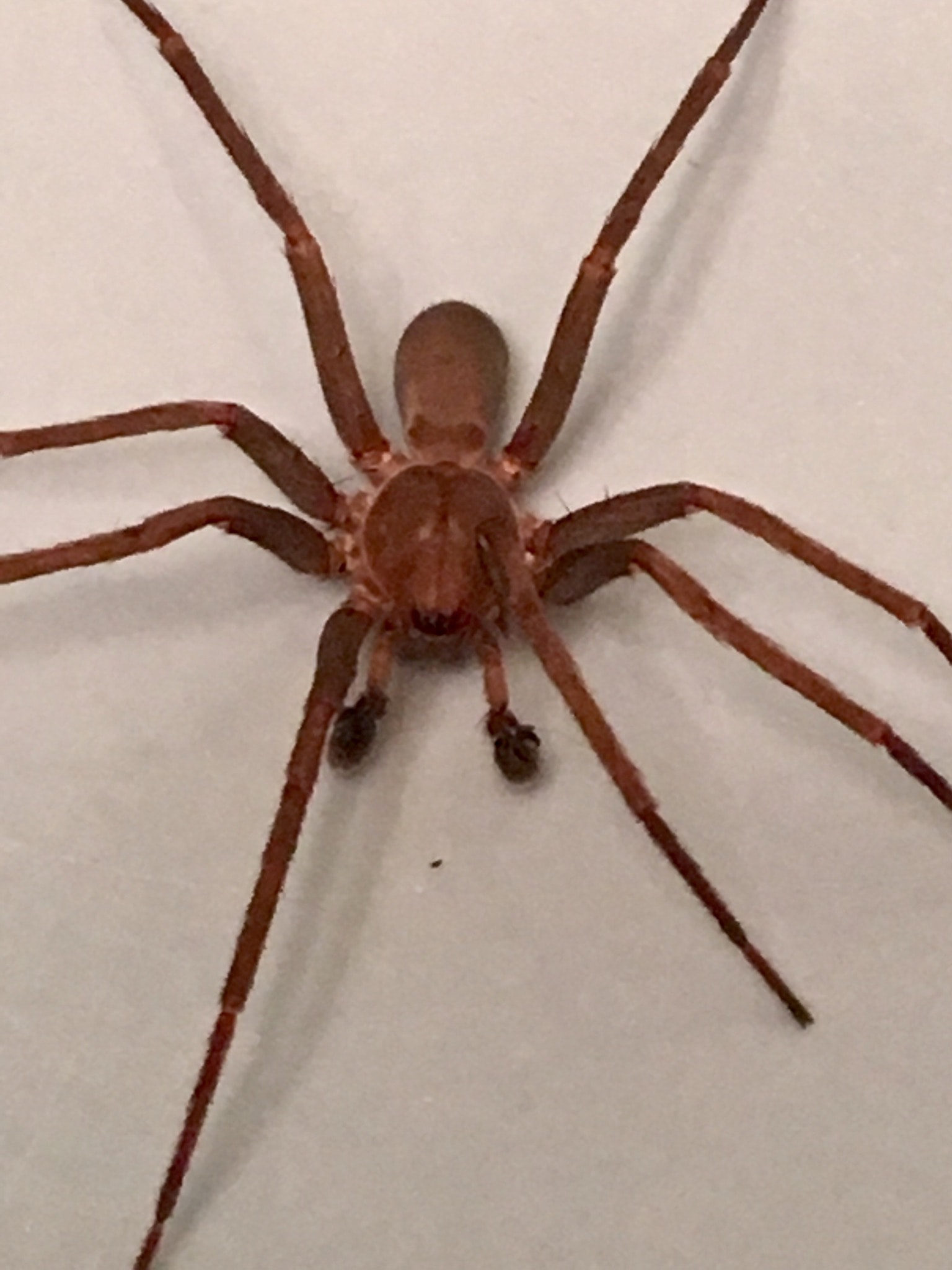 Picture of Zoropsidae (False Wolf Spiders) - Male - Dorsal