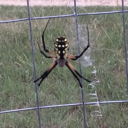 Picture of Argiope aurantia (Black and Yellow Garden Spider) - Female - Dorsal,Webs