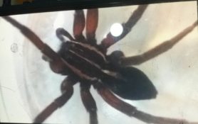 Picture of Dolomedes minor (Nursery Spider) - Dorsal