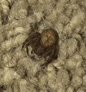Picture of Xysticus spp. (Ground Crab Spiders) - Dorsal