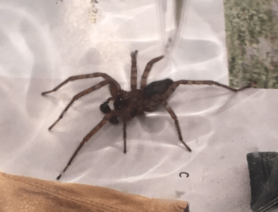 Picture of Coras spp. (Funnel Web Spiders) - Male - Lateral