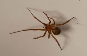 Picture of Nesticodes rufipes (Red House Spider) - Dorsal