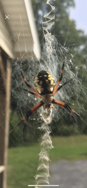 Picture of Argiope aurantia (Black and Yellow Garden Spider) - Female - Dorsal,Webs,Prey